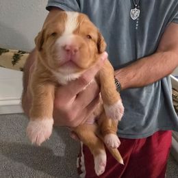 Nova Scotia Duck Tolling Retriever Puppies from Shireway Tollers