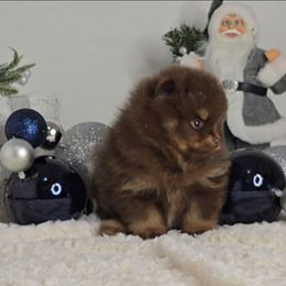 Sir Watson - Chocolate and tan male Pomeranian puppy in Ontario, Oregon from S'more Pomeranians