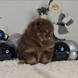 Sir Watson - Chocolate and tan male Pomeranian puppy in Ontario, Oregon from S'more Pomeranians