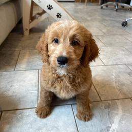 Parfait - Apricot female Goldendoodle puppy in Sugarcreek, Ohio from True Hearted Doodles