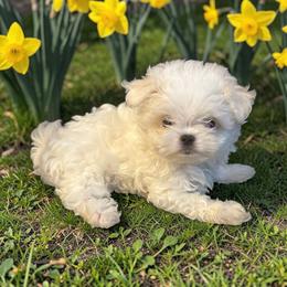 Korean Biscuit - White male Maltese puppy in Mooresville, North Carolina from Clearview Canines