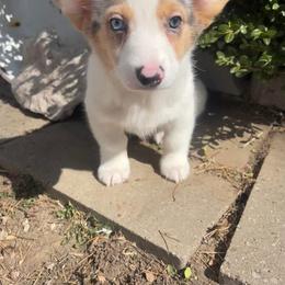 American Corgi Puppies from Elmiphyr Corgis