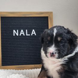 Girl 4 - female Australian Shepherd puppy in Lititz, Pennsylvania from Skyview Aussies