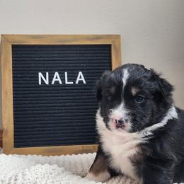 Girl 4 - female Australian Shepherd puppy in Lititz, Pennsylvania from Skyview Aussies