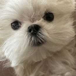 Maltese Puppies from A Maltese 4U