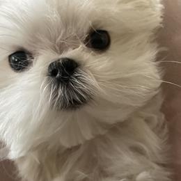 Maltese Puppies from A Maltese 4U