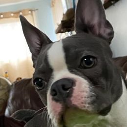 Boston Terriers and Companion Crosses from Blue Elite Boston Terriers