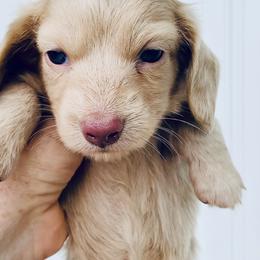 Dachshund Puppies from Meldox
