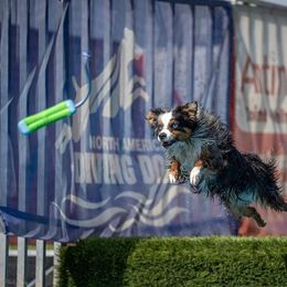 Miniature Australian Shepherd and Toy Australian Shepherd All Grown Up from Rolling Ridge Farms