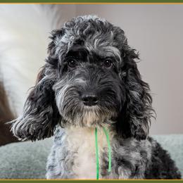 Rad - Merle male Cockapoo puppy in Connersville, Indiana from Deaz Doodle Ranch