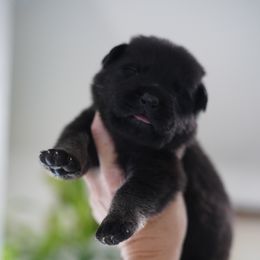 Ares - Bi-color male German Shepherd puppy in Coarsegold, California from Yosemite Shepherds