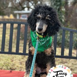 Huxley - Phantom Poodle puppy in Caldwell, Idaho from Funny Farm Poodles & Doodles
