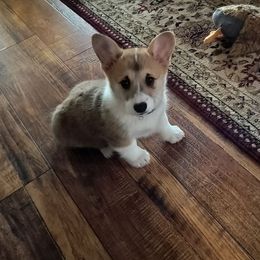NIA - Sable female Pembroke Welsh Corgi puppy in Red Bluff, California from Ruby's Corgi's