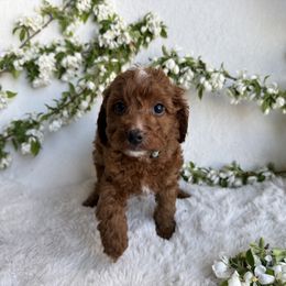Wolf - Red  Goldendoodle puppy in Eagle Mountain, Utah from Lady Paws Puppies