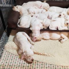 Spinone Italiano Puppies from Seven Pines Spinone