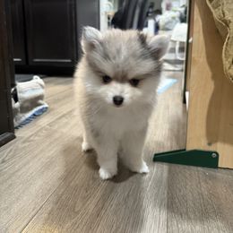 Leo - Merle male Pomsky puppy in West Sacramento, California from Pinkie's ChildCare