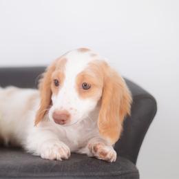 Anise - Full AKC ee red Piebald - Piebald female Dachshund puppy in Neosho, Missouri from A Walk In The Park