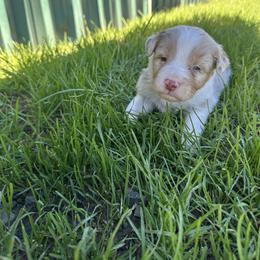 Casanova - Red merle male Australian Shepherd puppy in Otis, Oregon from Heritage Hill Aussies