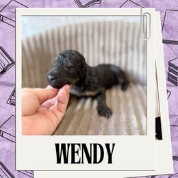 Wendy - Merle female Labradoodle puppy in Kingman, Arizona from The Dood Ranch