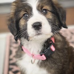 Bernedoodle and Goldendoodle Puppies from Country View Bernedoodles and Goldendoodles
