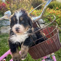 Bernese Mountain Dog Puppies from Golden Willow Puppies