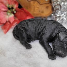 Rick - Black male Goldendoodle puppy in Woodburn, Indiana from DNLS Doodle Puppies