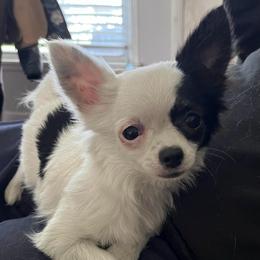Rumi - Chihuahua