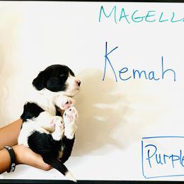Girl 2 - female Portuguese Water Dog puppy in Houston, Texas from Magellan Portuguese Water Dogs