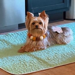 Pablo - Yorkshire Terrier
