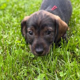 Gus - Wild boar male Dachshund puppy in Superior, Montana from Never Land Dachshunds of Montana