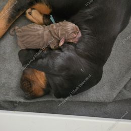 Bloodhound Puppies from Diamond Bloodhound Kennels