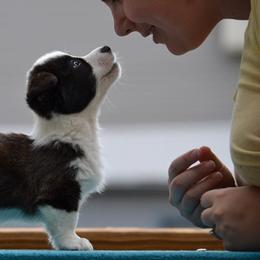 Cardigan Welsh Corgi Puppies from Grandiose Cardigan Welsh Corgis