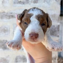 Ian - Brown and white male Bernedoodle puppy in Austin, Texas from Boutique Bernedoodles & Co.
