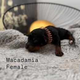 Macadamia - Phantom female Bernedoodle puppy in Ocala, Florida from Bernedoodles of Florida