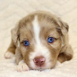 Colonel Mustard - male Toy Australian Shepherd puppy in Lowgap, North Carolina from Ramblin’ Rose Mini's