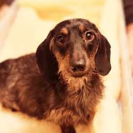 Dachshunds from Polaris Pups