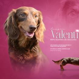 Valentine - Dachshund