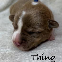Thing - Liver and white male American Corgi puppy in Grants Pass, Oregon from KnR Antler Dogs ~ Labrador Retrievers & Corgis