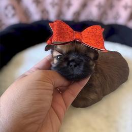 AKC Shirley Temple - Red female Shih Tzu puppy in Los Angeles, California from LUXURY PAWS