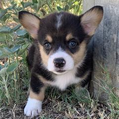 Boy 2 - Black and tan Pembroke Welsh Corgi puppy in Texas from SS Texas Corgis