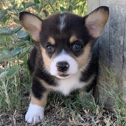 Boy 2 - Black and tan Pembroke Welsh Corgi puppy in Texas from SS Texas Corgis
