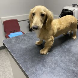 Happy akc breeding prospect embark clear pra clear - Cream male Dachshund puppy in Magnolia, Texas from Carrie’s Countryside Dachshunds