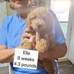 Dark blue collar Ella - Apricot female Goldendoodle puppy in Fairmount, Indiana from Capens' Doodles,Poodles and Poo's