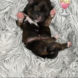 Sundae - Red and tan female Shih Tzu puppy in Springboro, Ohio from Shih Tzus of Springboro LLC.