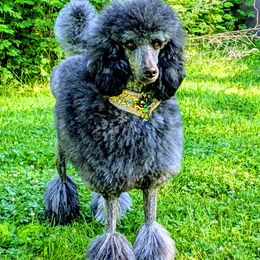Poodle Puppies from Natasha Preston