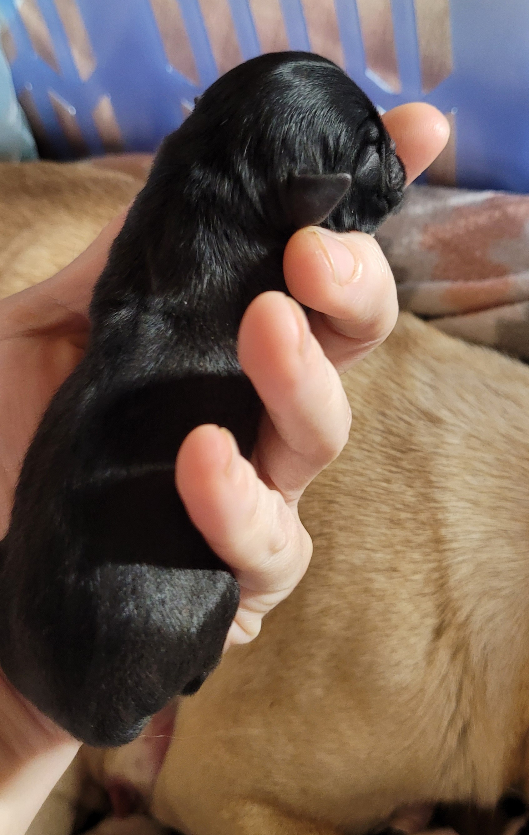 Chicky - Pug puppy in Clarksville, Tennessee from Button Maker Farms