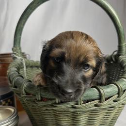Honey - Cream female Dachshund puppy in Cabool, Missouri from Cedar Creek Doxies