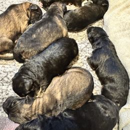 Boy 2 - Sable male German Shepherd puppy in Litchfield, Ohio from Eden Shepherds