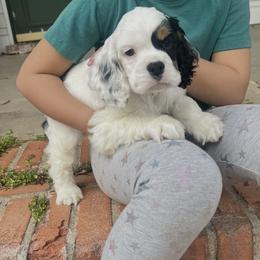 Charlie - Black white and tan male Cocker Spaniel puppy in Church Point, Louisiana from Acadia's Cockers