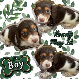 Hollywood - Chocolate and tan male Dachshund puppy in Jonesboro, Illinois from Twin Hills Dachshunds